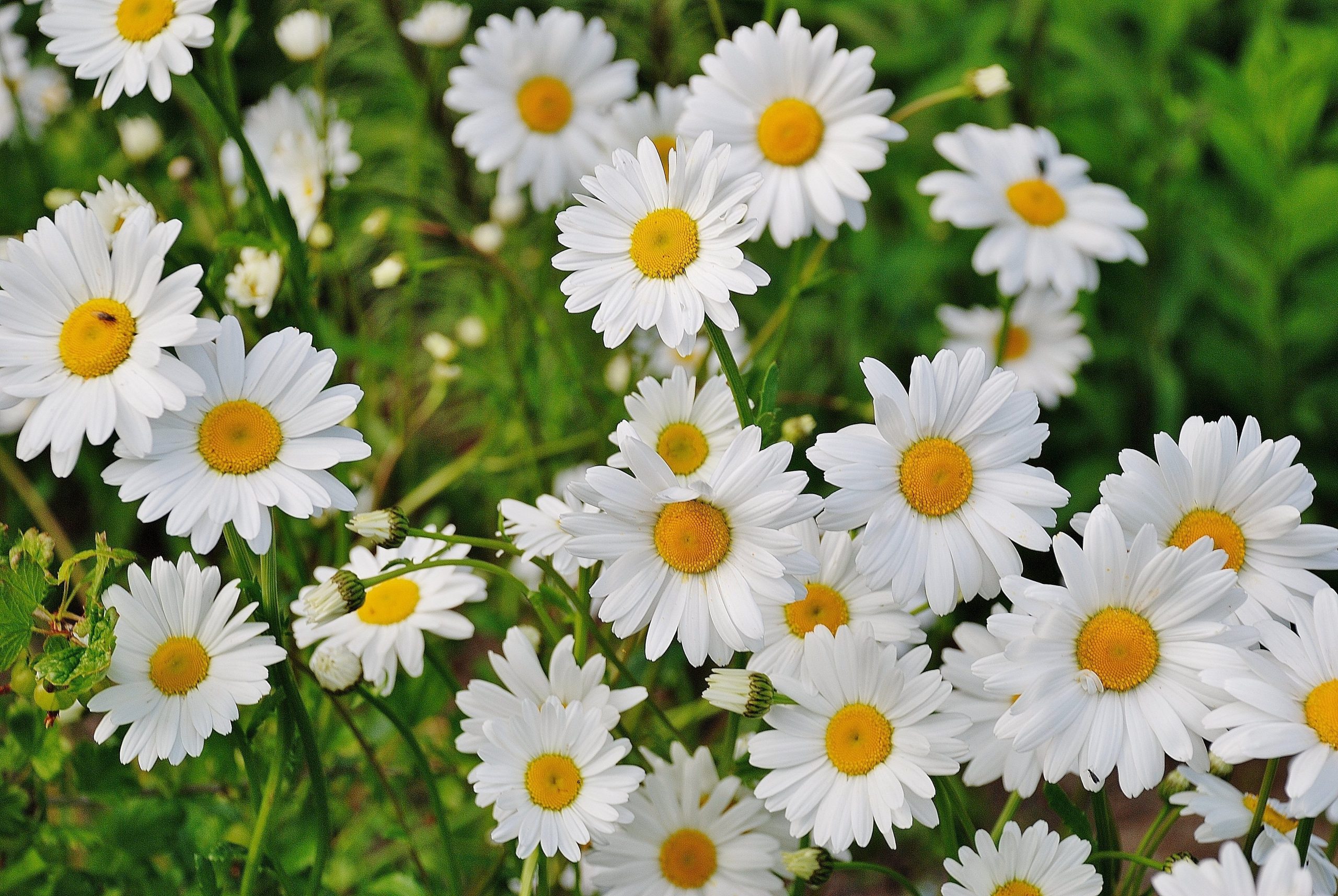 A bright cluster of daisies.